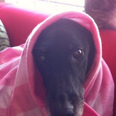 Profile Picture of Rachel Mink (@RachelMink) on Twitter