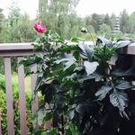 Profile Picture of Anne Negård (@an_neg) on Instagram