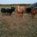 Profile Picture of Janet reynolds (@janetreynolds1147) on Instagram