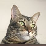 Profile Picture of 🐾Thomas Romas🐾 (@tom.the.brown.tabby.cat) on Instagram