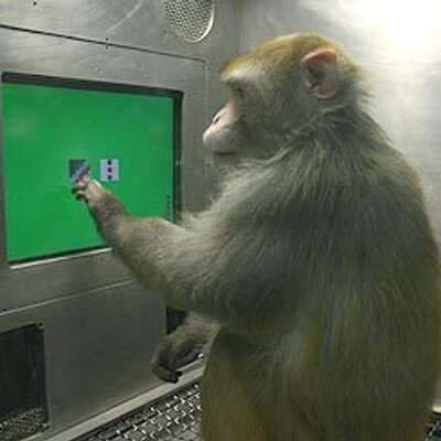 Profile Picture of Steve McClellan (@monkeylogue) on Twitter