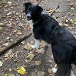 Profile Photo of Rebecca Cousins (@bobbys_collie_wobbles) on Instagram