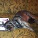 Profile Picture of Kevin Englert (@kengkiki) on Pinterest