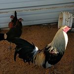 Profile Picture of Beto Cardenas (@octavio.cardenas.18) on Instagram