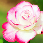 Profile Picture of singemily (@singemily) on Flickr