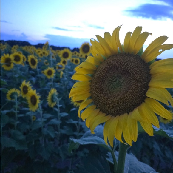 Profile Picture of Bailey Dovidio (@itsbailey11) on Poshmark