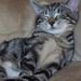Profile Picture of Bobbie Toler (@elvisandgizmo) on Pinterest