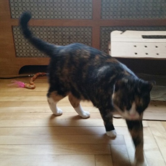 Profile Picture of Diane Leveque (@diane04240) on Poshmark