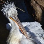 CAINION - Instagram Profile Picture of CAINION (@cainion47sv) on Instagram