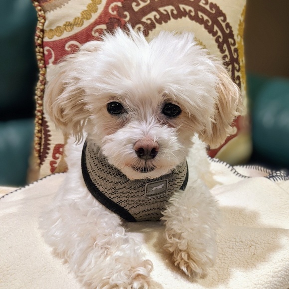 Profile Picture of Susan Gauff (@suzq1019) on Poshmark