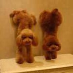 Bleier Honey - Instagram Profile Picture of Bleier Honey (@hydeleonihydeleo) on Instagram