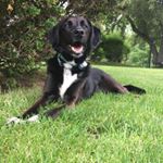 Profile Picture of Ivy Renee Elizabeth (@ms.ivy_the_bordercollie) on Instagram