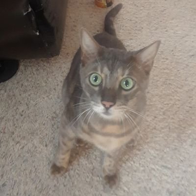 Profile Picture of Laurie Brooks (@LaurieB11461791) on Twitter