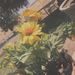 Profile Picture of Ruby Erickson (@rubyroseerickson) on Pinterest