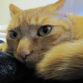 Profile Picture of Dawn Rossetti (@dmc1973) on Pinterest