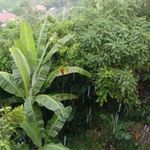 Profile Picture of Keron Edwards (@keron.edwards) on Instagram