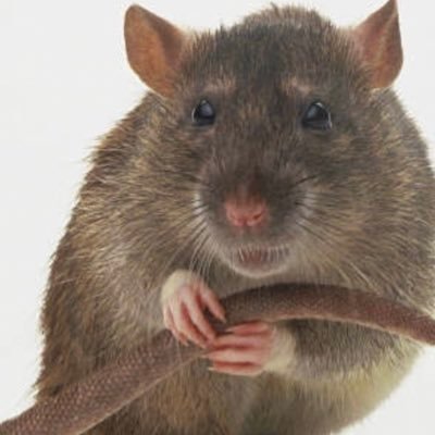 Profile Picture of Elise Pearson (@elisepe35154075) on Twitter