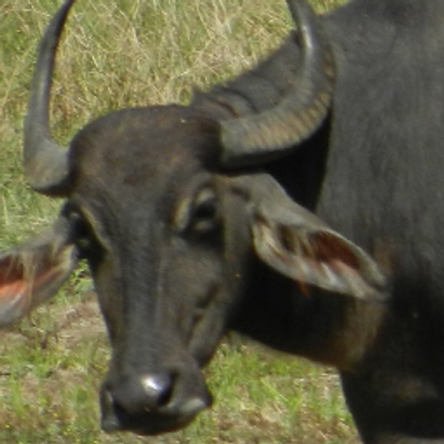 Profile Picture of Alan Pitcher (@alan_pitcher) on Twitter