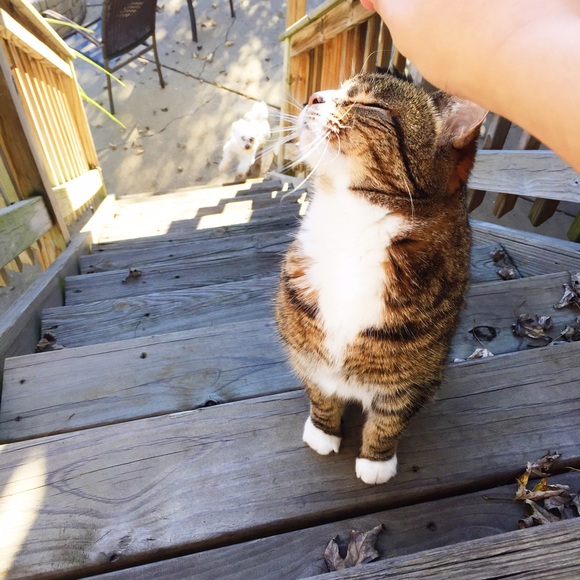 Profile Picture of Karina Cieslak (@karinalawley) on Poshmark