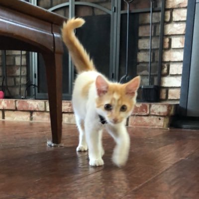 Profile Picture of Nicholas Lobo (@NicholasLobo8) on Twitter