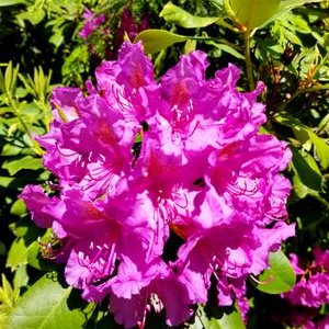 Profile Picture of Melissa Mansfield (@aycarumbacon) on Twitter