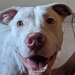 Profile Picture of Billybrutus (@billy.brutuss) on Instagram