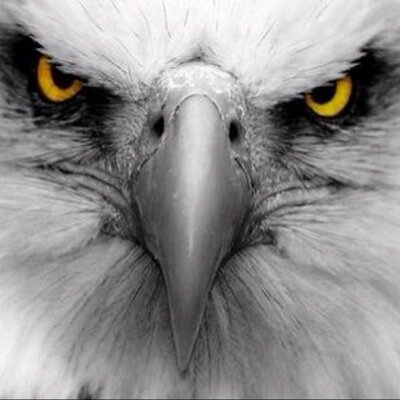 Profile Picture of Bryan Hembree (@EaglesCryWeb) on Twitter