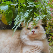 Profile Picture of Phan Chau (@phanchau6725) on Youtube