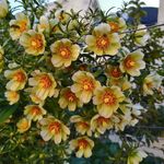 Profile Picture of Julia Okamura Aida (@julia.okamura.7) on Instagram