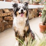 Profile Picture of Kara Hamilton Pets (@karahamiltonpets) on Instagram