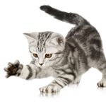 Profile Picture of Alexander Ying (@schneemauzi) on Instagram