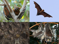 Profile Picture of Megabat - Wikipedia, the free encyclopediaon Wikipedia