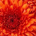 Profile Picture of Bobbie Ann Chaney (@chaneybobbie) on Instagram