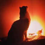 Profile Picture of Stephen Kohn (@truth7seeker) on Instagram