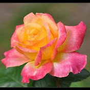 Profile Picture of SaBaRrO256 Kleet (@sabarro256kleet9) on Youtube