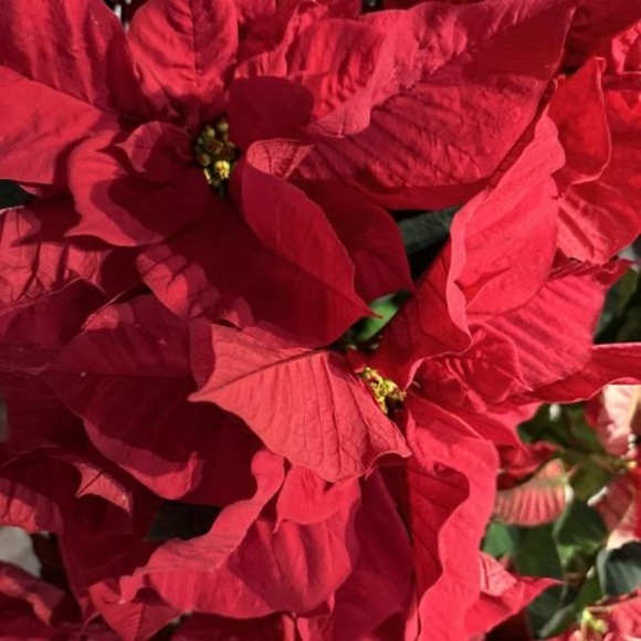 Profile Picture of Michael Giannini (@mcaps67) on Poshmark