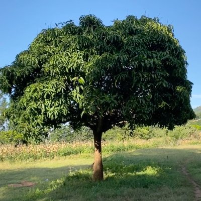 Profile Picture of Mûthoki Mumo (@muthokimumo) on Twitter