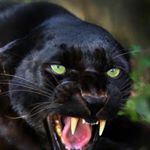 Profile Picture of Tonia Thomas (@1._pantherpuddin) on Instagram