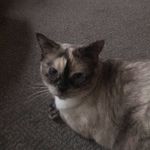 Profile Picture of Haley Messerly (@snow_the_cat_insta) on Instagram