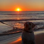 Profile Picture of Andrew Castine (@andrewcastine) on Instagram