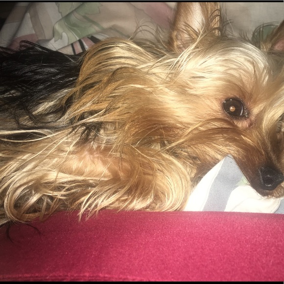 Profile Picture of Dayami Rodriguez (@dayibh0828) on Poshmark