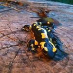 Profile Picture of Georges Rochat (@georgesrochat) on Instagram