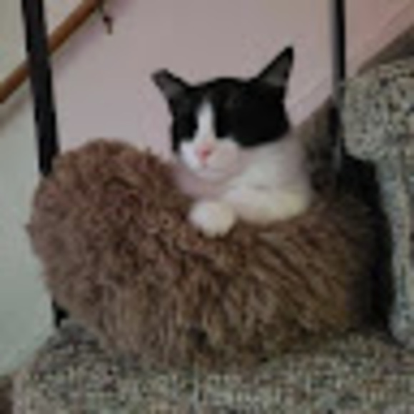 Kimberly Cromer - Poshmark Profile Picture of Kimberly Cromer (@gohinsa) on Poshmark