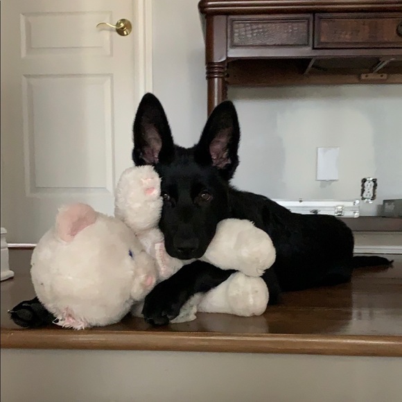 Briano Pietromonaco - Poshmark Profile Picture of Briano Pietromonaco (@brianopietro) on Poshmark