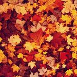 Profile Picture of Zoey Shavess (@zoeyshavess) on Instagram