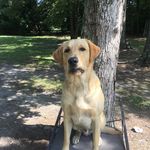 Profile Picture of Michael Caudill (@shoalbayretrievers) on Instagram