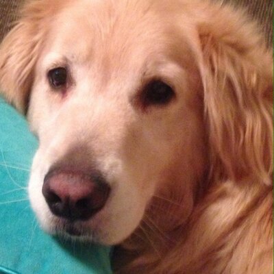 Profile Picture of Mike Cronin (@MikeCronin12) on Twitter