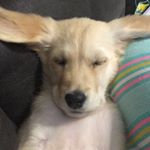 Profile Picture of Lucy Hutchison😜 (@lucky_dog_309) on Instagram