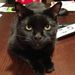 Profile Picture of Candice Pitcher (@candice6102) on Pinterest