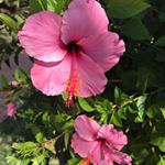 Profile Picture of Alex Macartney-Filgate (@alexcaramf) on Instagram